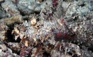 Raja Ampat 2019 - DSC07864_rc - Spiny devilfish - Poisson demon - Inimicus didctylus